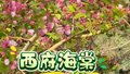 美翻了！陶然亭公园下周将变身“海棠花海”，多种海棠等你打卡