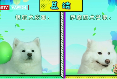 卡酷动物园｜萨摩耶和银狐犬体型上有什么区别？