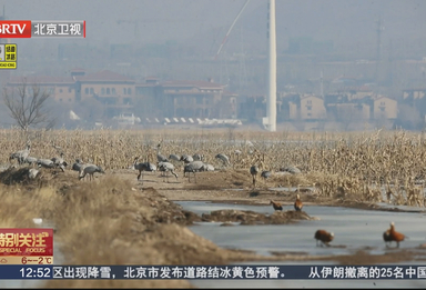 白头鹤连续7年到访北京 珍稀鸟类用“翅膀投票”好生态