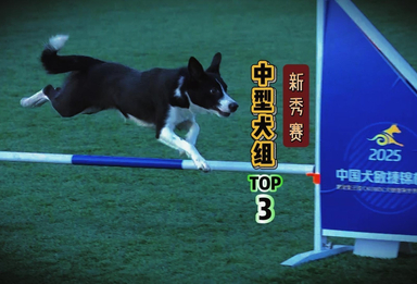 盘点赛事最快狗狗·新秀赛中型犬组TOP3