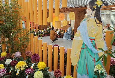 近2000盆精品菊花亮相世界花卉大观园，“虎踞贯珠”摘得“菊王”