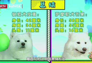 卡酷动物园｜萨摩耶和银狐犬体型上有什么区别？