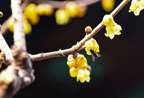 春暖北京 又待一年山花烂漫时