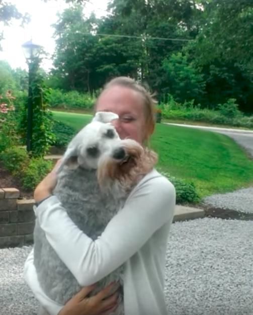 雪纳瑞好久不见女主人兴奋到当场晕倒,苦等2年