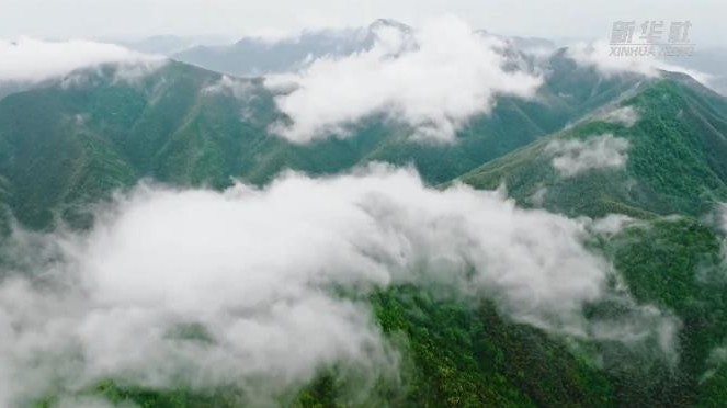 雨后竹海云雾缭绕  如梦如幻似仙境
