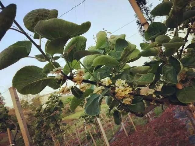 4月管理不好,猕猴桃不开花!及时关注猕猴桃4月