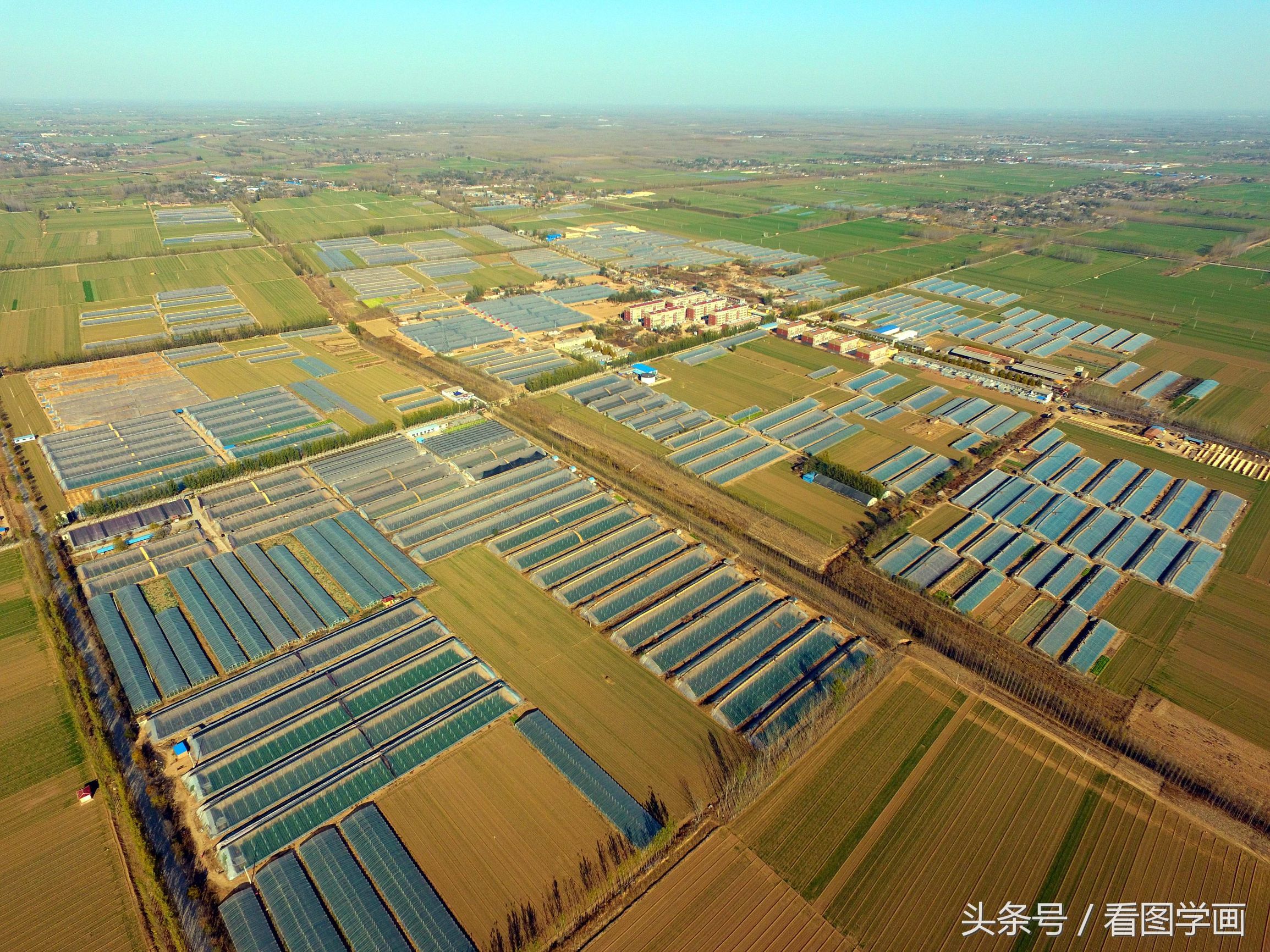蔬菜大棚村又开始种植苹果五年后亩产量过万斤