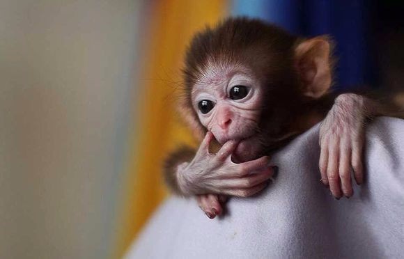 宠物小猴子出售市场价格买一只活猴子宠物多少