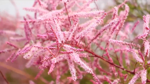 粉红色的花海~去新疆拜城,看红柳花开遍地红 粉红色的花海~去新疆拜城,看红柳花开遍地红