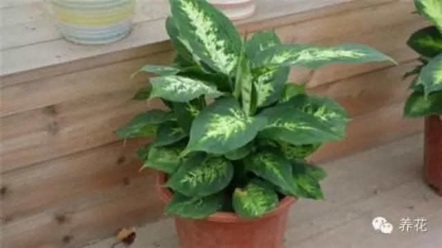 种植盆栽万年青你需要知道的事 种植盆栽万年青你需要知道的事