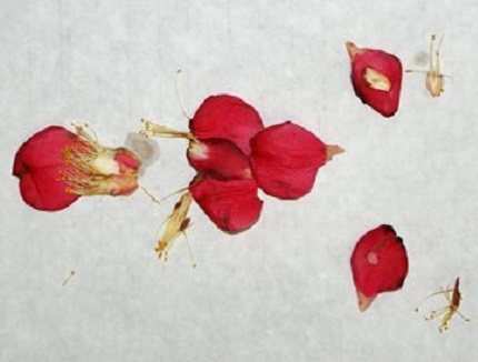 洞房花烛夜时铺在床上,夫妻恩爱之后,如果布上有落红,就证明新娘子是