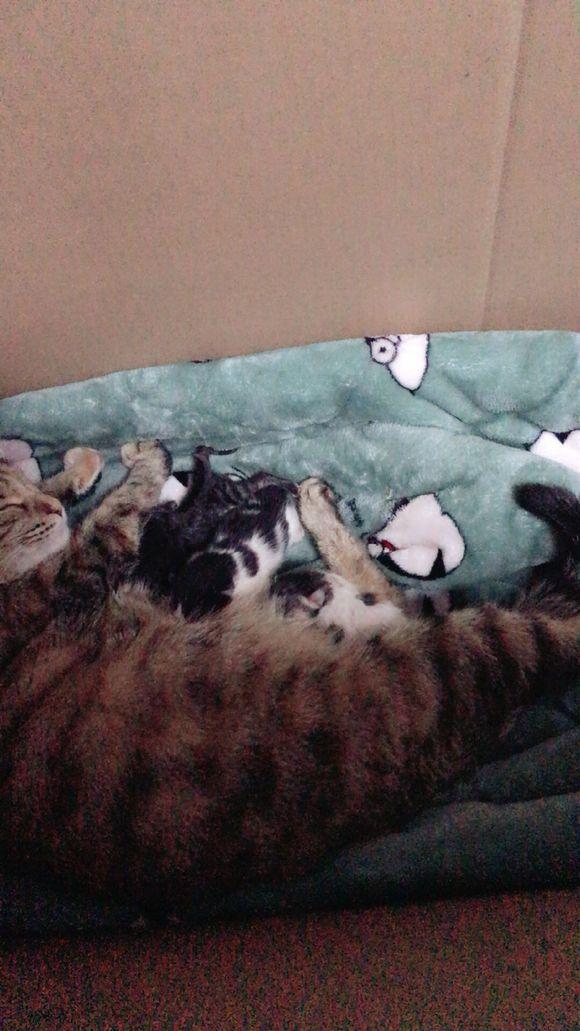 猫咪离家出走找到后,肚子明显变大,主人担心去