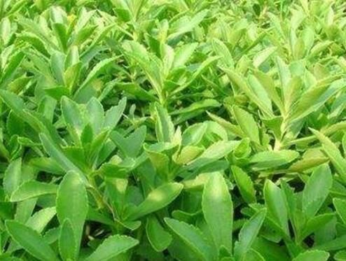 高钙菜价格多少钱一斤?种植效益如何?怎么做