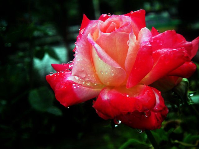 记录春天的色彩,这样拍出的花卉大片才好看