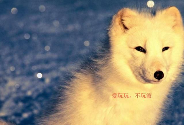 一期奔跑活动远古异界艾肯三连 肥宅抵制白狐