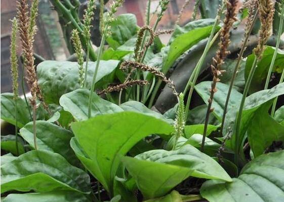 车前草怎么吃最养生?你吃过这玩意吗?