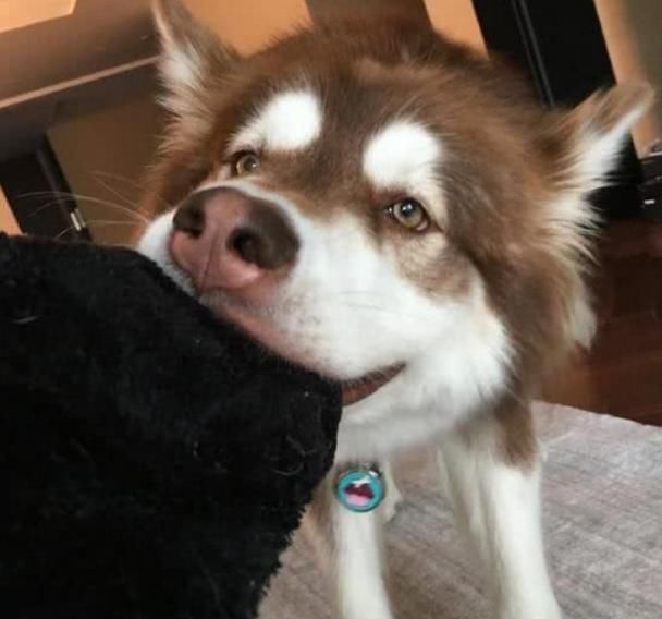 明星们养宠物:王源养鸡,赵丽颖养松鼠,他的狗给