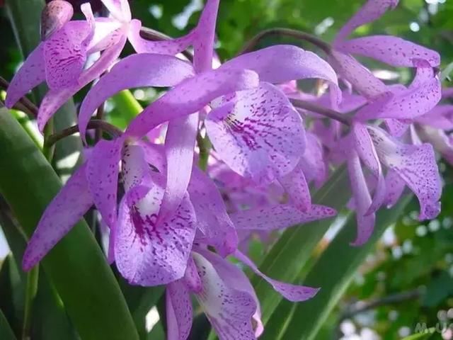 百花争艳 花魁落谁家 难倒花仙子