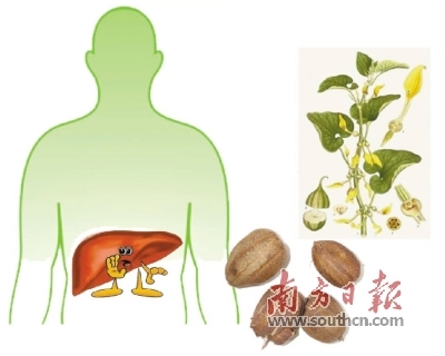 马兜铃酸导致肝癌？食药监总局：尚待证明
