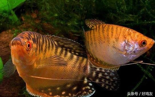 宠物鱼什么品种最好养活?