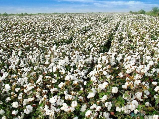 5万亩(其中转基因棉花占95%左右)