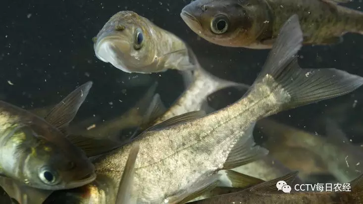 鲢鱼比市场上能多卖10来块钱;3斤左右的月亮湖鳙鱼能卖到50元左右一斤