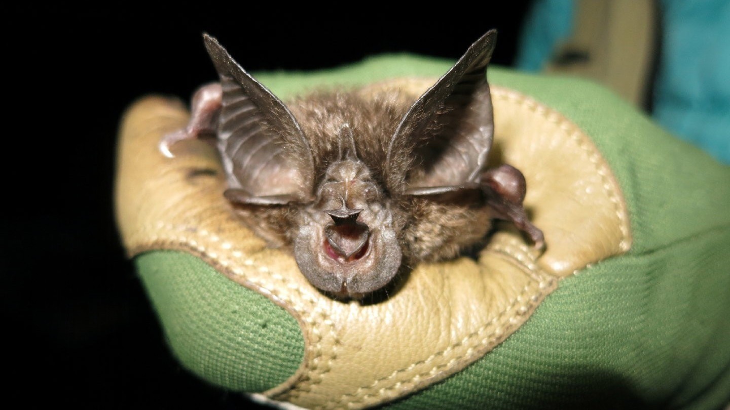 消失四十年“小怪兽”再现