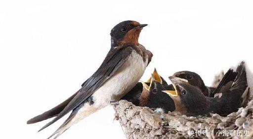 农村有句老话,叫燕子不进愁家门,是何意?!