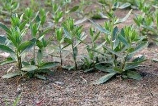 农村这种常见的野草,如今却成了农民的摇钱草