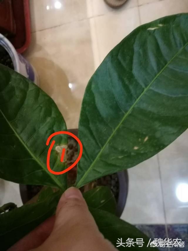 发财树叶片有斑点,什么原因引起的,养护指导意