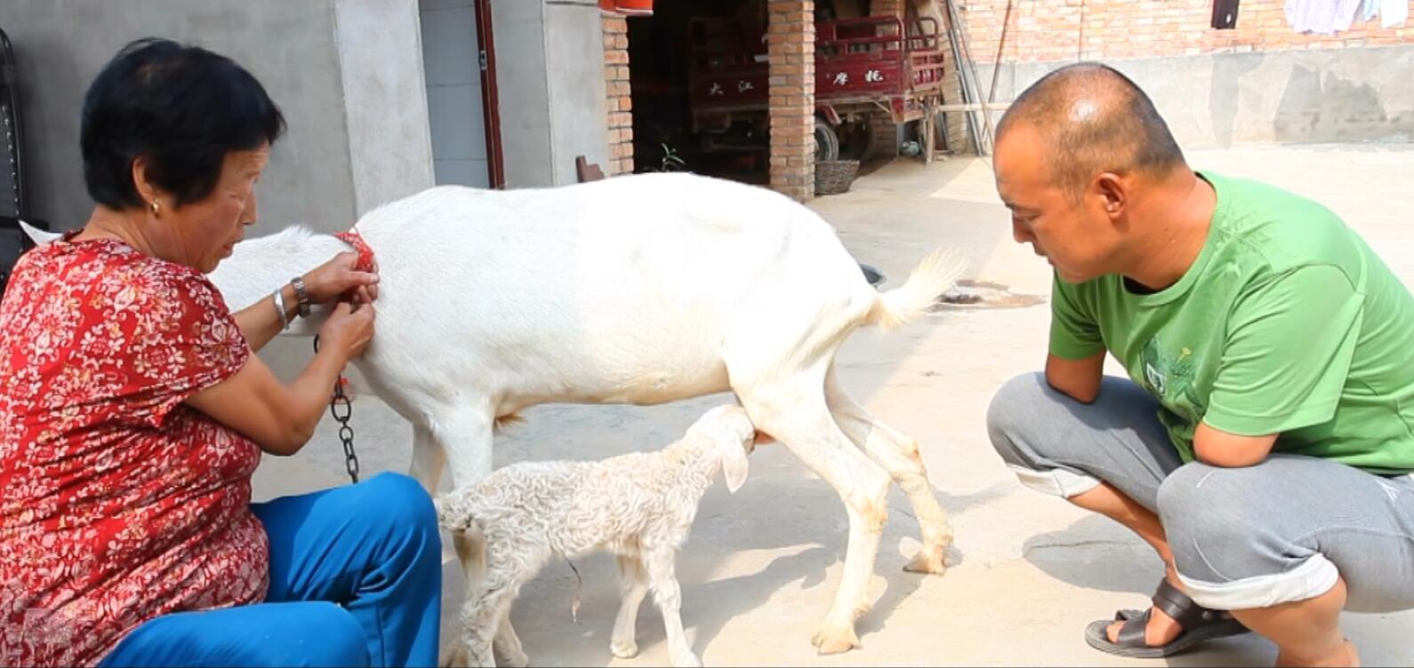 刘斌(右)在看一只小羊吃奶.图片来源:咸阳文明网