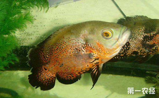 地图鱼吃什么饲料好?地图鱼吃什么长得快?