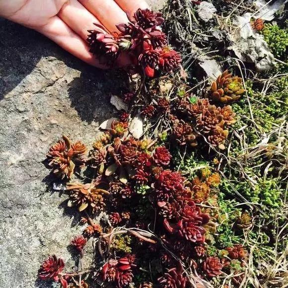 谁还买多肉?这几种多肉在农村泛滥都用来喂鸡