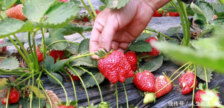 大棚采摘草莓50元一斤,游客进里面随便吃,一斤