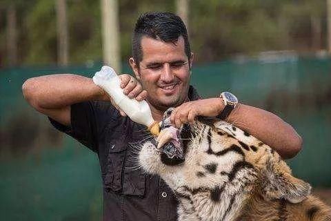 战斗民族投喂北极熊遭反扑!