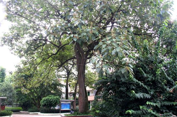 铜梁永嘉中学泡桐树见证师生共成长