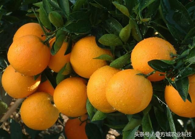 柑橘密植园修剪要诀