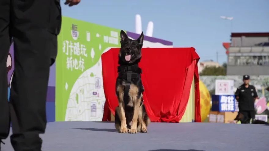 精彩回顾|这场宠爱毛孩子的萌友派对,带来前所未有的治愈体验 精彩回顾|这场宠爱毛孩子的萌友派对,带来前所未有的治愈体验