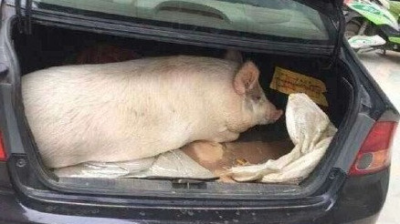 暖心！后备箱装满来自爸爸妈妈的爱