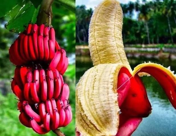 如果你觉得火龙果榴莲是长得最丑的水果,那看