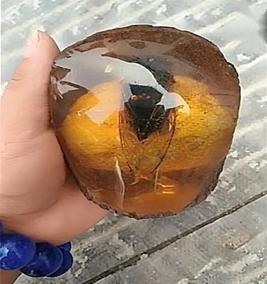 原来这个石头是一个松脂球,这只昆虫直接被掉下来的松脂液包裹在里边