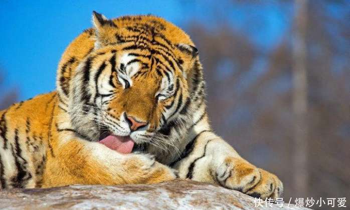 老虎舌头上长满了刺, 如果人被老虎舔一下, 到底
