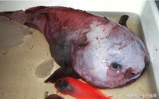 深海1万米巨型生物