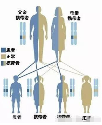 色盲或色弱可以通过第三代试管婴儿技术生育健