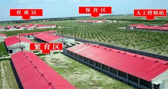 明年养猪行情怎么样?