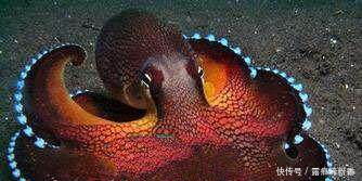 地球上10大最聪明的动物,狗第七,猪第四,黑猩猩