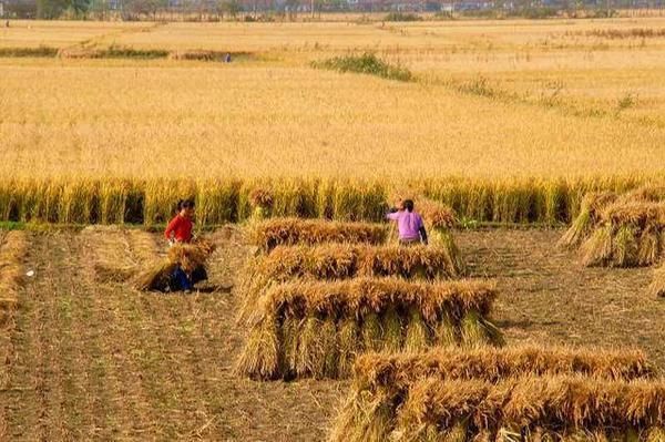 农村土地确权后,没有土地的农民怎么办?