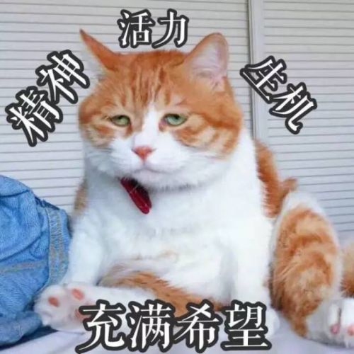 可爱猫咪表情包gif 带文字丑东西、emmmmm……