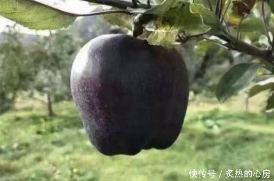 大爷种了一片苹果树,几年都没有开花结果,8年