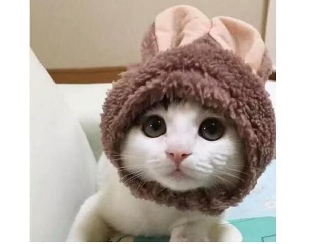 揭秘三全的水饺那么便宜的原因,用的会是劣质